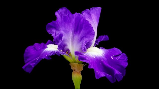 Time-lapse of growing iris flower. Spring flower iris blooming on black background.