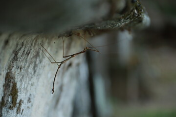 Fragile Beauty: A Close-Up Journey into the Tiny World of Insects