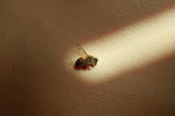 Nature’s Touch: The Intricate Dance Between Bee and Skin
