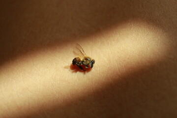 A Delicate Encounter Between Pollinator and Body