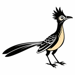 Greater Roadrunner vector silhouette on white background