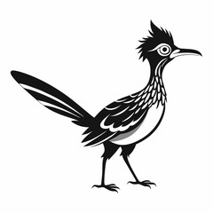 Greater Roadrunner vector silhouette on white background