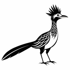 Greater Roadrunner vector silhouette on white background