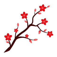 cherry blossoms vector illustration on white background