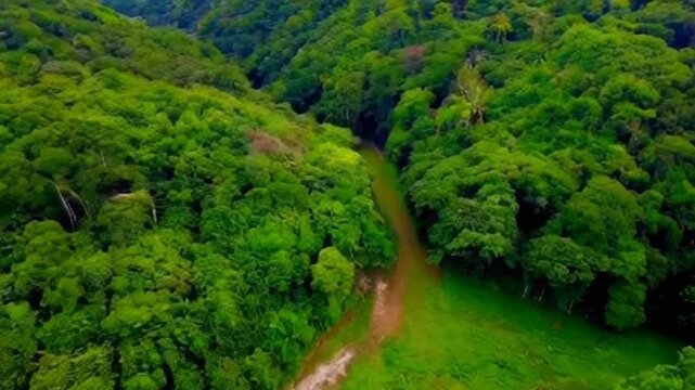 Captivating 4K Jungle Video with Aerial and Mid-Angle Cinematic Perspectives