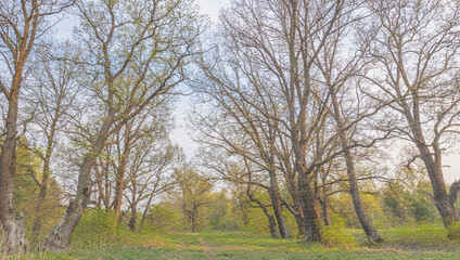 Forest with trees in the background and a clear blue sky