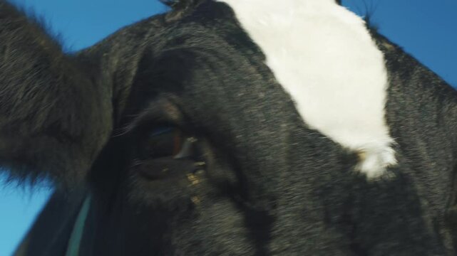 Eye of animal mammal cow. Close up, penetrating look of curious beautiful cow. Cow looking into caer, dark beautiful eye of domestic animal cow. Farm animals, agriculture, raising cattle on farm ranch