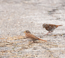 Fox Sparrow foraging on a road in Amherstburg Ontario in autumn