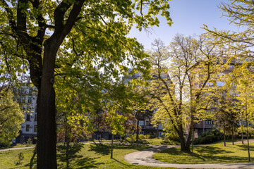 Park with a tree in the foreground and a path leading to it
