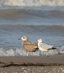 Ring-billed Gull mates on a windy beach near waves on Lake Erie in Elgin Ontario