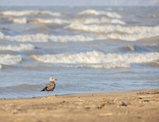 Seagull on a windy beach in front of wavy Lake Erie in Ontario
