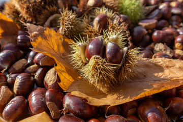 Organic chestnuts -Castanea sativa. Autumn chestnuts on a sunny day. Close up of sweet chestnuts in the autumn wood.