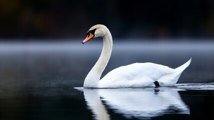 Fototapeta premium Elegant White Swan Gliding Gracefully Over the Serene Water Surface at Dawn, Surrounded by Mist and Soft Reflections in Nature’s Tranquil Setting