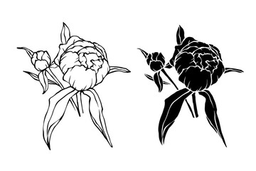 Linear sketch,silhouette,stamp of peony flower.Decorative botanical element.Vector graphics.