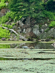 Great Blue Heron at Parc Omega in Montebello, Quebec, Canada