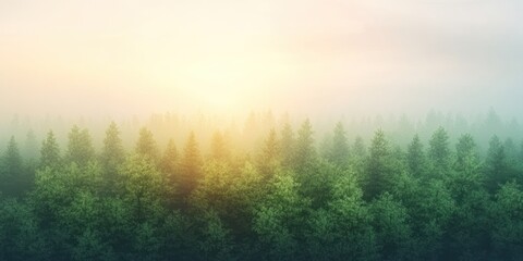 Sunlight filtering through the fog above a dense forest.