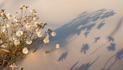 shadow of wild flowers daisies on sand