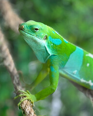 green lizard on a tree