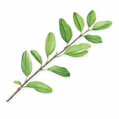 Fototapeta premium Sprig of Green Leaves, branch, twig, foliage, greenery, leaf