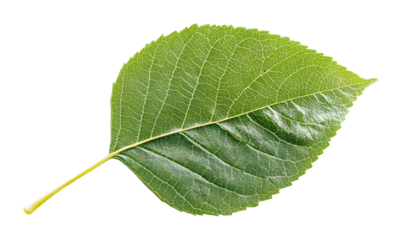 Tree green leaf on a transparent background. isolated background.