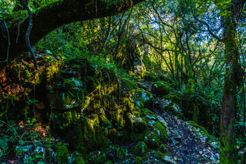 lush, overgrown forest scene, where the ground is blanketed in moss and various shades of green foliage © wundermann