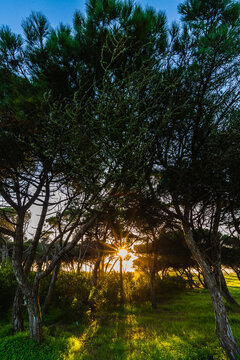 sun setting through a dense forest of pine trees, casting a warm, golden light that filters through the branches.