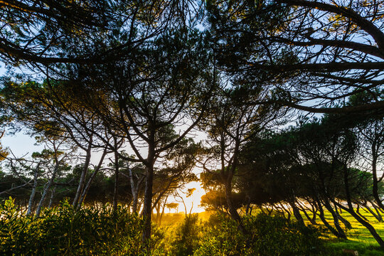 sun setting through a dense forest of pine trees, casting a warm, golden light that filters through the branches.