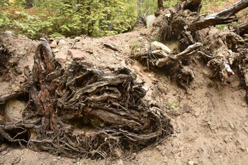 Roots of fallen tree sticking out from the ground on the side of a hiking trail