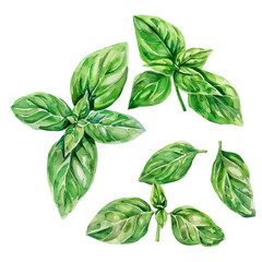 A watercolor drawing of a set of basil leaves, isolated on a white background. Basil leaves vector.