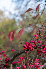 Close up of deciduous shrub euonymus europaeus red cascade, photographed at Wisley garden, Surrey UK in late autumn with bright red berry fruit on the branches.