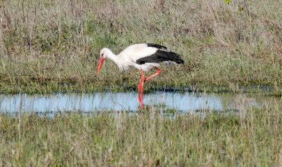 white stork in the grass
