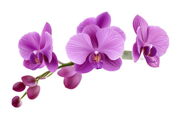 Obraz premium Tropical beautiful purple orchid flower isolated on a transparent background
