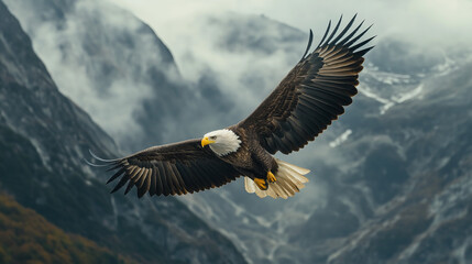 Obraz premium bald eagle soars high above misty mountain peaks