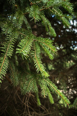 Closeup of Pine Tree Branch with Needles in Sunlight Against Dark Blurred Background – Nature, Forest Detail, Tranquil Outdoor Scene