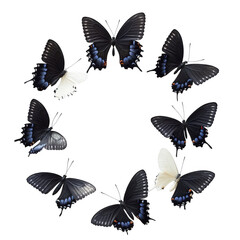Obraz premium butterflies Isolated On Transparent Background