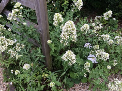 White Valerian (Centranthus ruber Albus)
