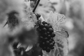 photo de raisins de vignes en gros plan, traité en noir et blanc, grappe de raisin noir,...