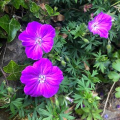 Geranium sanguineum