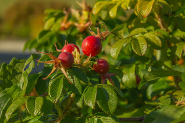 Closeup Rose Hips on a green leaves background. Green floral background with rose hips. Rosa rugosa...