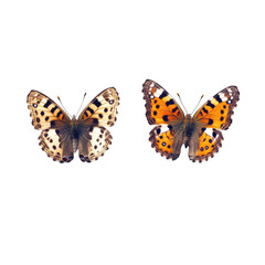 Obraz premium butterflies Isolated On Transparent Background