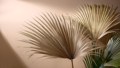 Chinese Fan Palm plant on minimalis