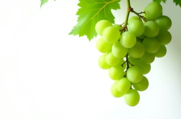 Bunch of green grapes hanging on white background