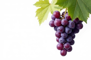 Obraz premium Bunch of purple grapes on white background