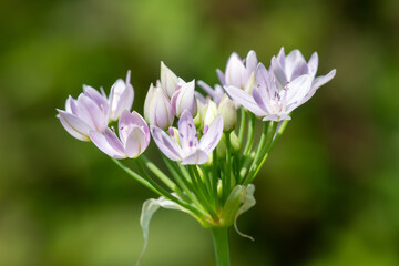 Close up of an American garlic (allium unifolium) flower in bloom