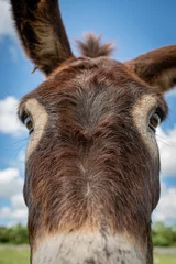 Fototapeten Esel Close-up shot of the eyes and ears of a donkey looking curiously at the camera.  © Claudia Luna