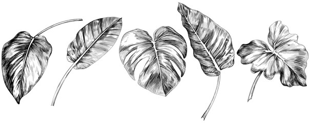 Tropical leaves isolated on white background set. Hand drawn illustration collection ink style.