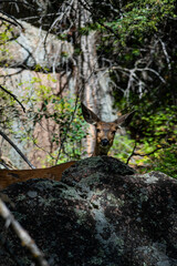 deer in the woods