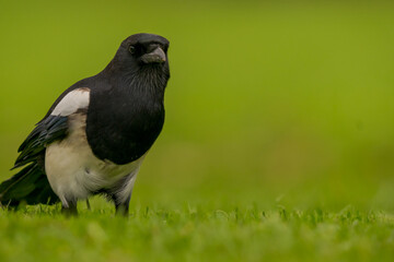 portrait d'une pie bavarde magnifique, de très près, dans un parc tout vert, curieuse, jolie, intrépide, en extérieur, dans un parc