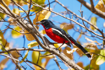 Crimson-breasted Shrike Laniarius atrococcineus, bird sitting on branch, Africa