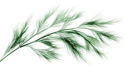 Fototapeta premium Fresh hydroponic dill with feathery leaves